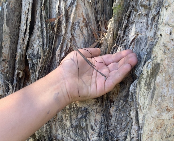 Hillside student holding a stick insect on a tree