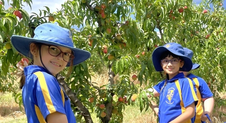 Hillside students picking peaches from a tree (Canoelands Orchard excursion).