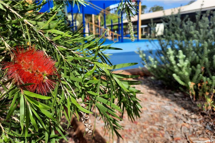 a bottlebrush plant with a playground in the background