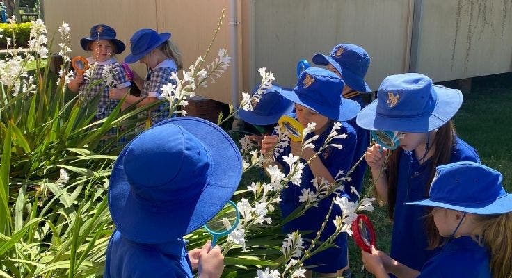 Hillside students investigating the parts of a flower with different flowers in the garden